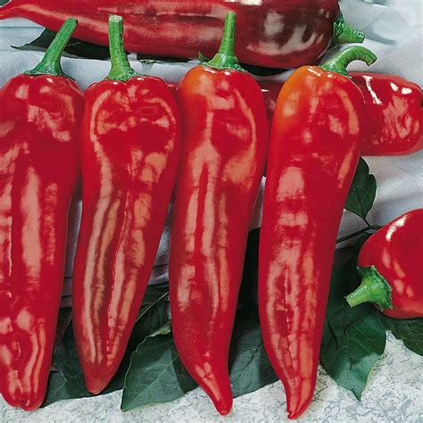 dp corno|Corno di Toro Rosso Pepper Seeds .